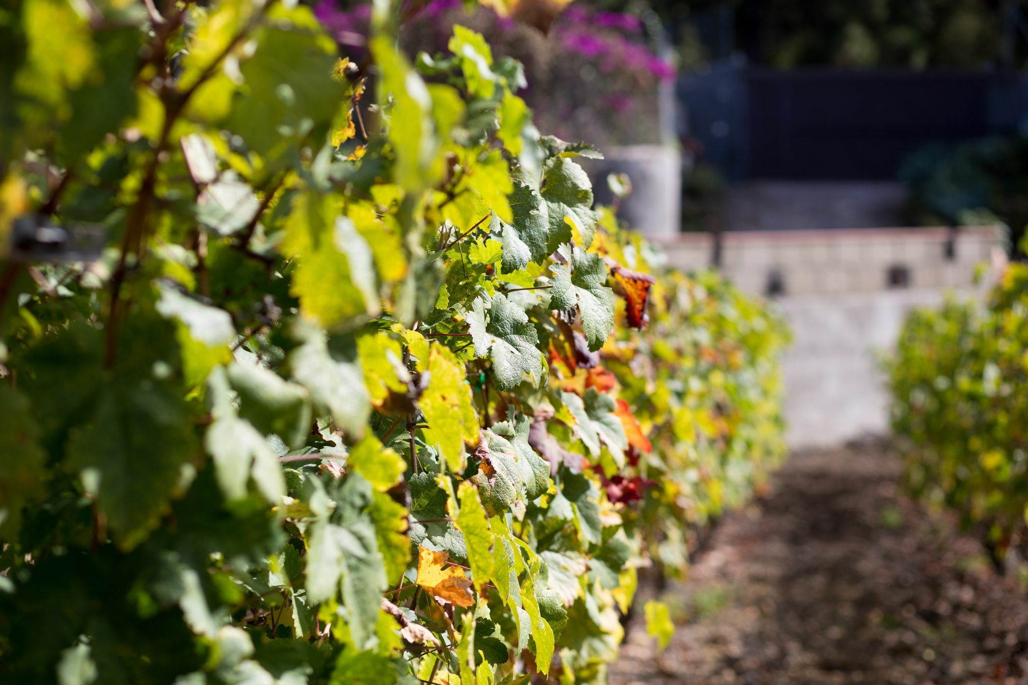 Finca Casa Yaya Icod De Los Vinos Exteriör bild