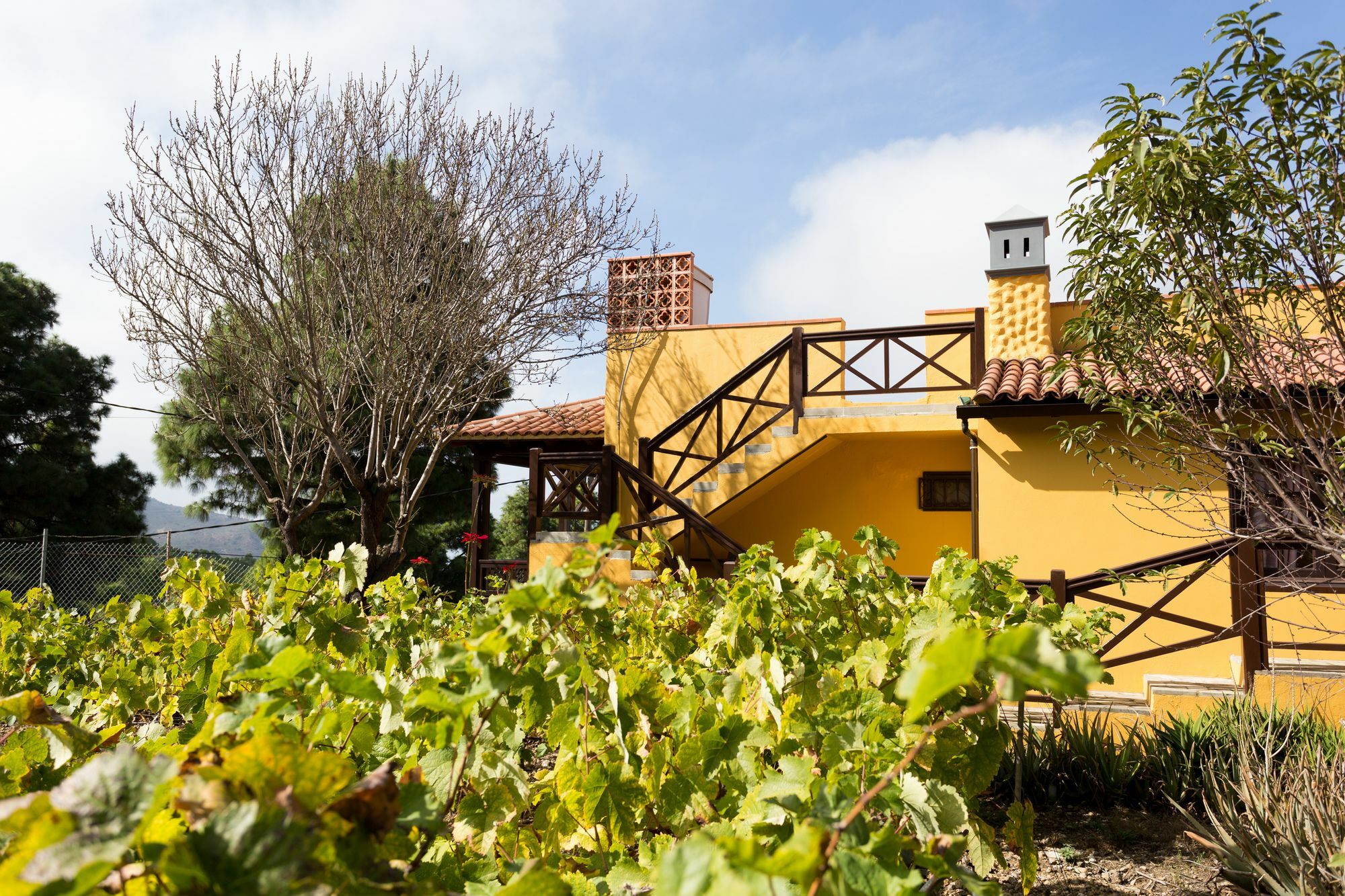 Finca Casa Yaya Icod De Los Vinos Exteriör bild